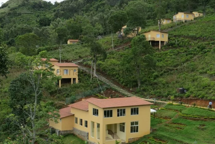 tea estate in ooty