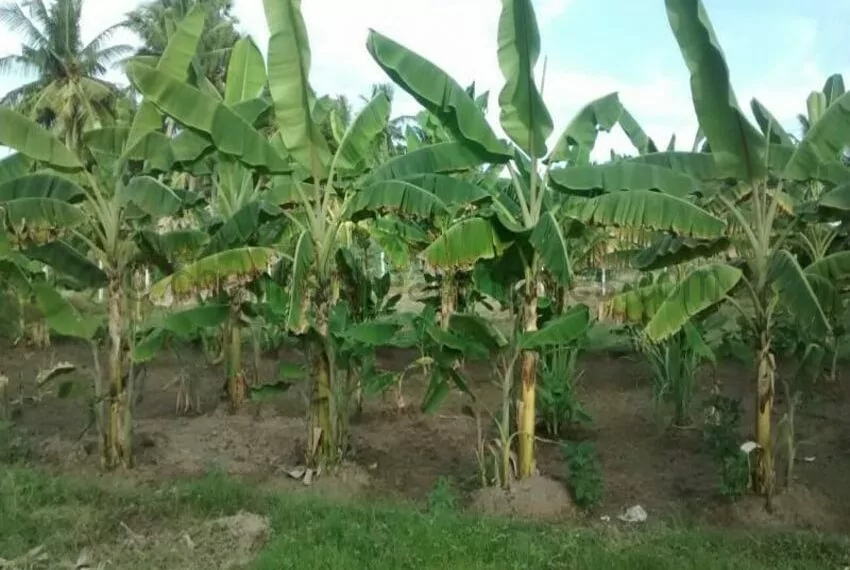 Plantain Trees