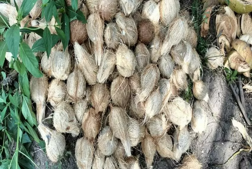 coconut-harvest