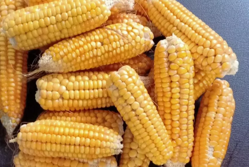 farmland-corn