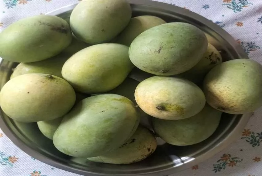 farmland-mangoes2