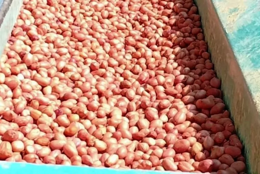 groundnuts