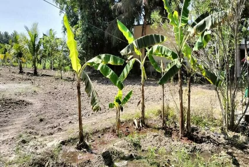 plantain-trees